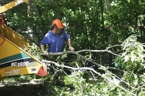tree services Douglass Hills